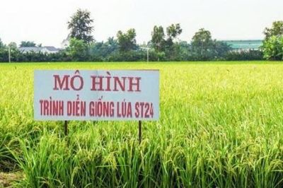 Đẩy mạnh chuyển giao kỹ thuật, xây dựng mô hình thâm canh lúa ST24 nâng cao hiệu quả sản xuất