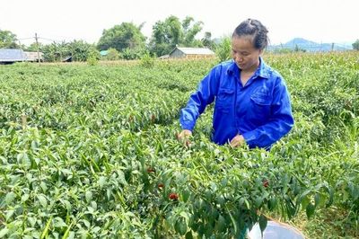 Trồng ớt hữu cơ - Hướng đi hiệu quả nâng cao thu nhập cho người dân