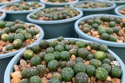 Đà Nẵng: Cô gái 9X đầu tư gần 1 tỷ đồng xây dựng vườn xương rồng