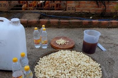 Men tỏi - 'kháng sinh tự nhiên' thúc đẩy phát triển chăn nuôi hữu cơ bền vững