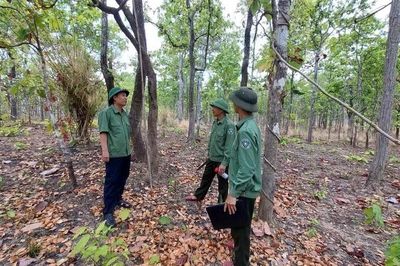 Hàng trăm vụ vi phạm lâm nghiệp ở Gia Lai: Áp lực 'căng mình' bảo vệ rừng