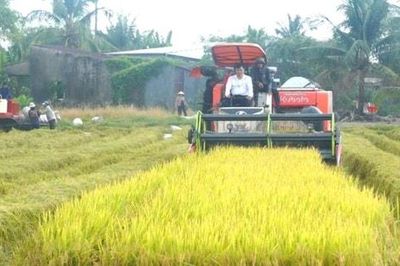 Gạo phát thải thấp: Lợi thế cạnh tranh mới xuất khẩu gạo Việt Nam