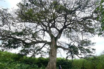 Mang trong mình chất độc, cây cổ thụ trăm tuổi trở thành báu vật của làng quê
