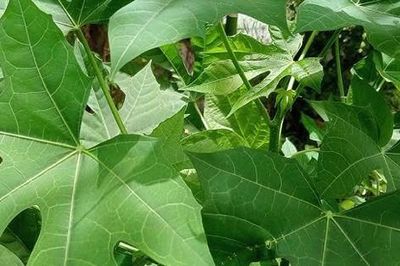 Những ai không nên ăn rau mì chính?