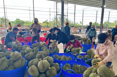 Ấn Độ là mỏ vàng mới của sầu riêng Việt?