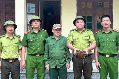 Phát hiện rùa núi viền quý hiếm, người dân giao nộp cơ quan chức năng