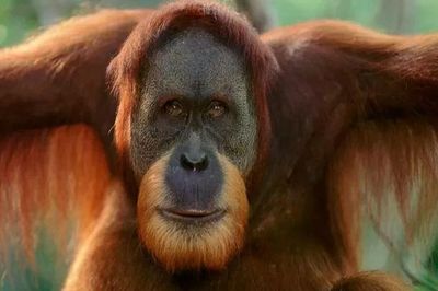 Indonesia chào đón sự ra đời của cá thể đười ươi thuộc loài đang bên bờ tuyệt chủng