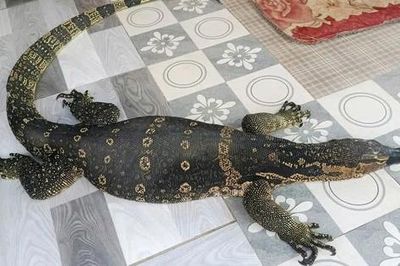 Người dân ở Tây Ninh giao nộp con vật quý hiếm nặng 6,5 kg