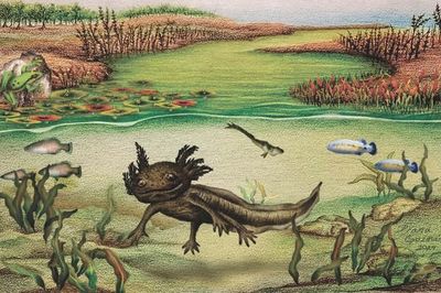 Sinh vật chưa từng thấy 'trỗi dậy' từ lòng hồ cổ