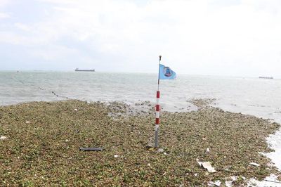 Lục bình tràn ngập Bãi Trước - Vũng Tàu