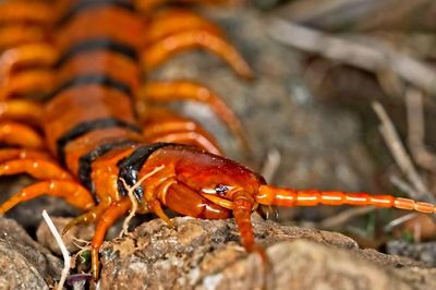 Nọc độc đáng gờm của loài rết đẹp nhất thế giới, màu sắc như da hổ