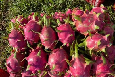 Tại sao thanh long luôn rơi vào vòng lặp 'cần được giải cứu' ?