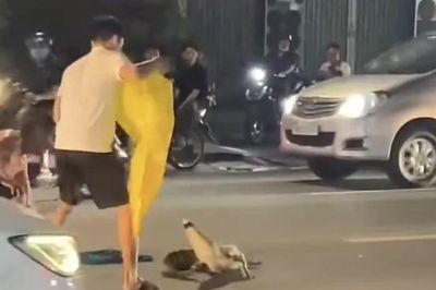 [Clip] Thót tim cảnh cá sấu 'dạo chơi' trên đường giữa trung tâm TP.Đồng Nai