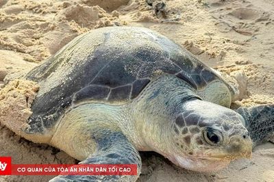 Cứu kịp thời rùa biển bị mắc lưới