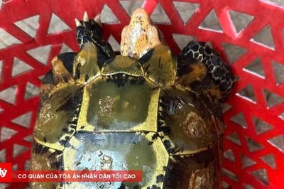 Chung tay bảo vệ động vật hoang dã từ những hành động thiết thực
