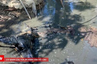 Đàn trâu chết trong rừng ở Huế