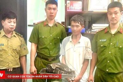 Phát hiện vụ vận chuyển trái phép cá thể rắn hổ chúa