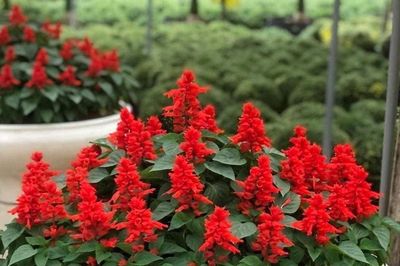 Loại hoa đỏ rực khắp công viên là vị thuốc quý thanh nhiệt, tiêu viêm
