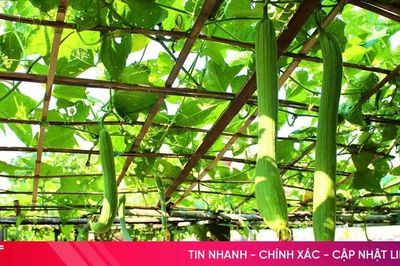 Xanh mát những mảnh vườn ở phường Hải Ninh