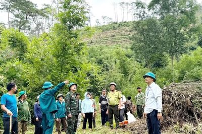 Lâm Đồng triển khai thu hồi đất lâm nghiệp bị lấn chiếm trái phép