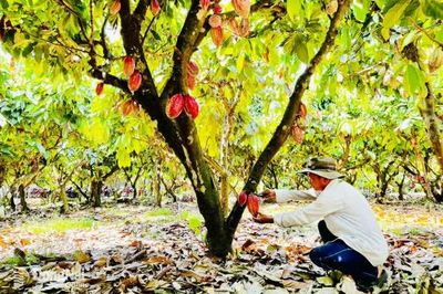 Đưa nông sản vào chuỗi giá trị toàn cầu