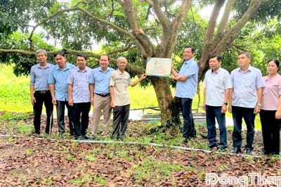 Gắn biển nhận diện tuổi cây hướng đến Lễ hội Trái cây Đồng Tháp lần thứ I