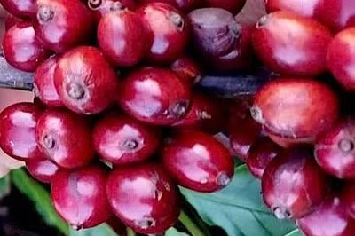 Giá cà phê tăng trở lại, hồ tiêu đi ngang trong ngày 4-6