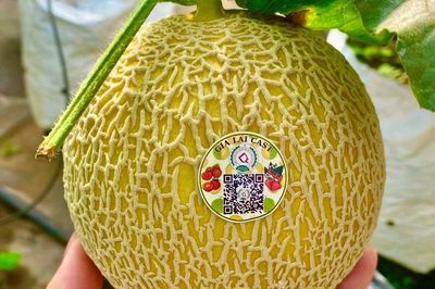Gia Lai tăng cường quản lý mã số vùng trồng, cơ sở đóng gói phục vụ xuất khẩu nông sản