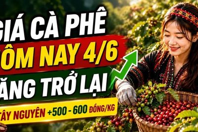 Giá cà phê hôm nay 4/6: Tây Nguyên đồng loạt tăng 500 đồng/kg