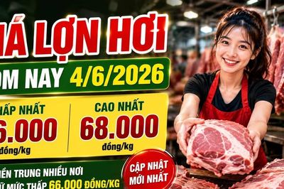 Giá lợn hơi hôm nay 4/6: Miền Trung vẫn thấp nhất cả nước