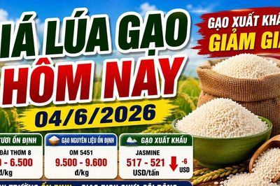 Giá lúa gạo hôm nay 4/6: Gạo Việt giảm giá trên thị trường quốc tế