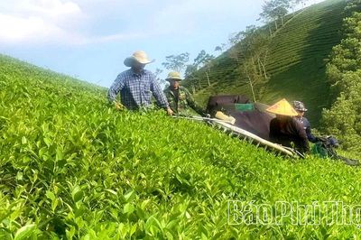 Thâm canh chè theo hướng an toàn sinh học