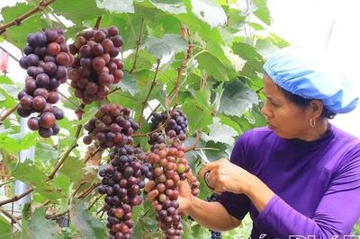 Tam Đảo phát triển kinh tế đa ngành