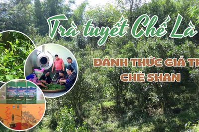 Trà tuyết Chế Là - Đánh thức giá trị chè Shan