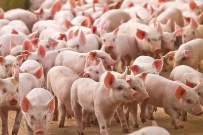 Ngày 4/6: Giá heo hơi đồng loạt chững giá ở cả 3 miền