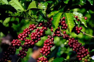 Giá cà phê bật tăng 600 đồng/kg, thị trường có nhiều tín hiệu tích cực