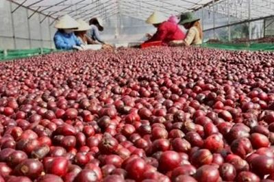 Tái định vị ngành cà phê Việt: Từ 'vựa nguyên liệu' đến trung tâm giá trị toàn cầu