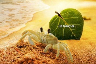 Dã tràng ơi