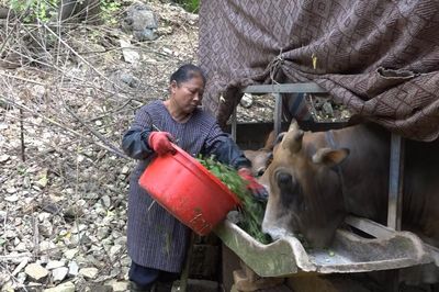 Chị Oanh làm giàu từ chăn nuôi