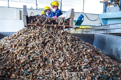 Từ phụ phẩm tôm đến chuỗi giá trị xanh