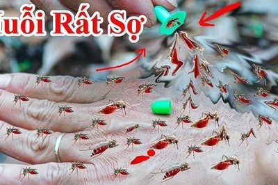 10 cách đuổi muỗi vào mùa hè cực đơn giản, nhà sạch bóng không tiếng vo ve