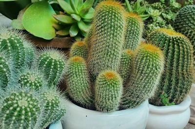 Trước khi mua cây cảnh về nhà, đây là 5 loại cây bạn cần cân nhắc