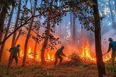Phường An Cựu khống chế kịp thời vụ cháy tại núi Tam Thai, Tp. Huế