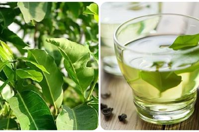 Uống nước vối có tác dụng gì?