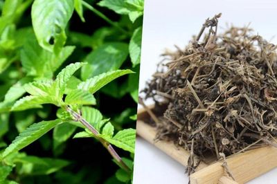 Cây thạch đen có tác dụng gì?