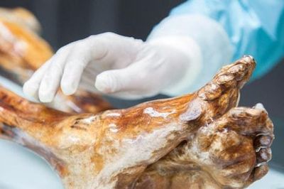 Nghiên cứu phát hiện sự sống trên xác ướp hơn 5.300 năm tuổi