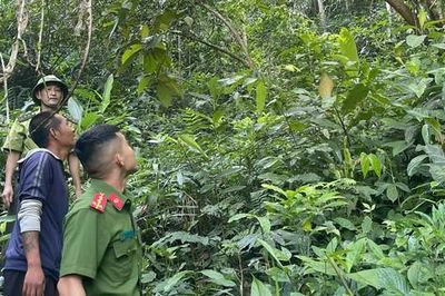 Tái thả khỉ mặt đỏ quý hiếm về rừng Pù Hoạt