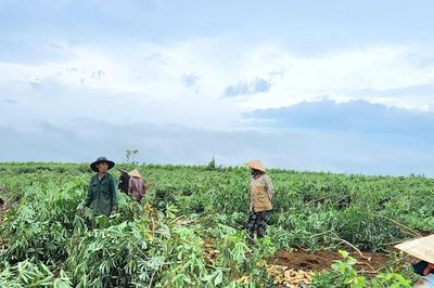 Xăng E10 và cơ hội cho ngành sắn