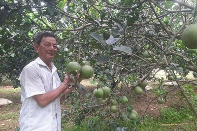Xanh mướt Cù lao Bạch Đằng