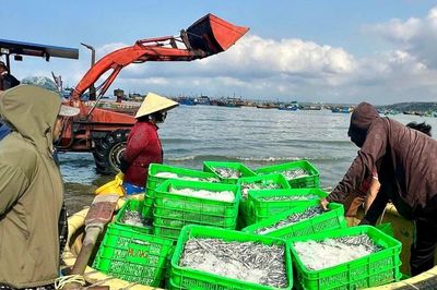 Biển mở lộc, cá cơm trắng bờ